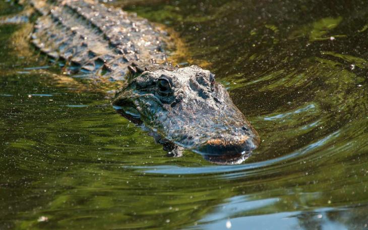 Huntsville State Park Alligator (Courtesy TPWD)