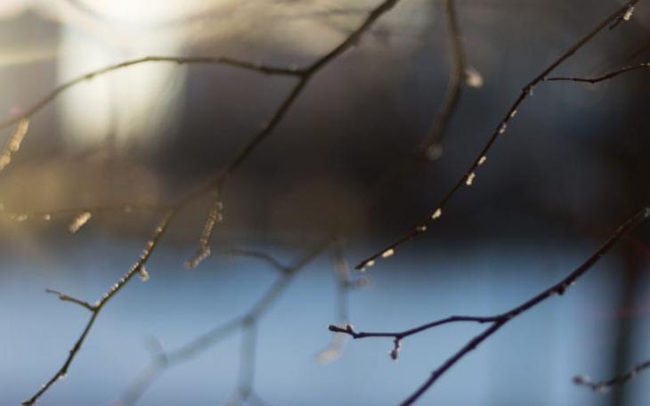 Light Freeze (Courtesy Arbor Experts)