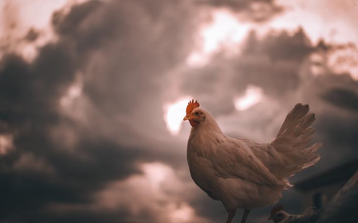 Rooster in Fog/Clouds (Courtesy Pexels)