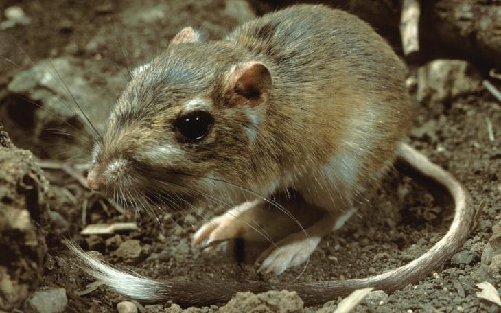 Endangered Kangaroo Rat (Courtesy TPWD)