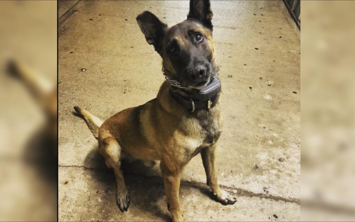 Retired San Angelo Police K9 Duke