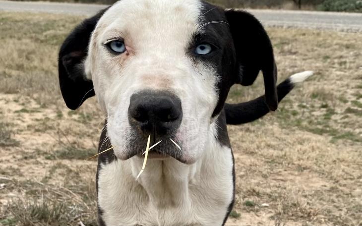 Dog Abandoned Near EQ on Knickerbocker Road