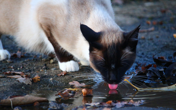Poisoning Pets is Bad (Courtesy WSU Vets)
