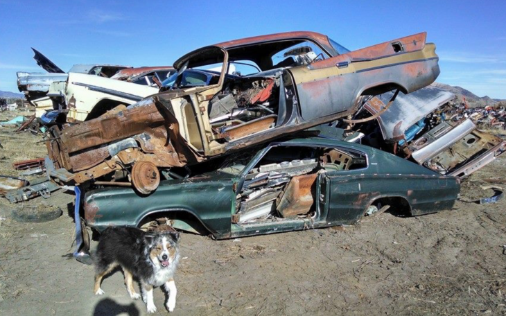 Junk Cars and Dogs Running Free Courtesy Forwardlook.net