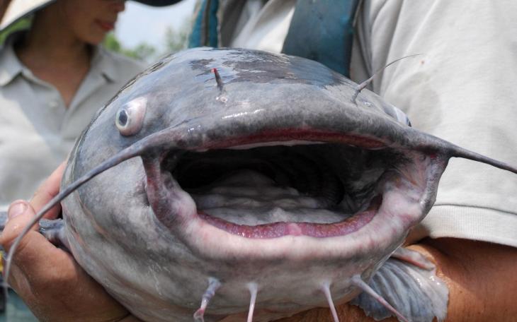 Concho Valley Catfishing Club Hosts Junior Angler Derby (Catfish)