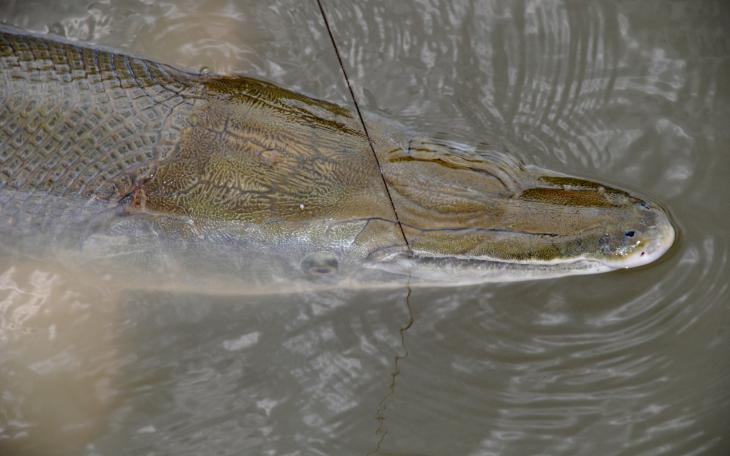 Texas Parks and Wildlife Department Opens Drawing for Trinity River Alligator Gar Harvest