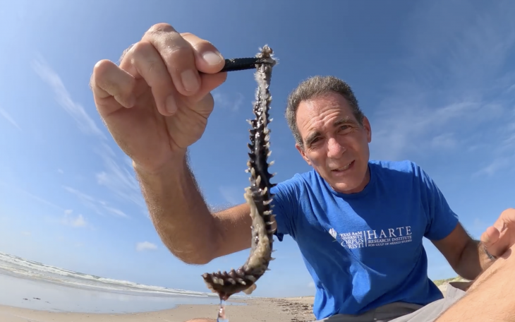 Rare Fireworms Washing Ashore on Texas Beaches