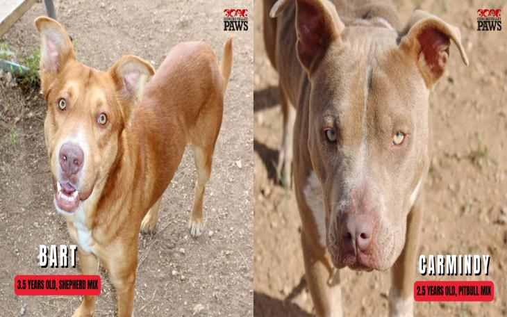 Concho Valley PAWS Urgently Seeks Fosters and Adopters to Save Two Dogs