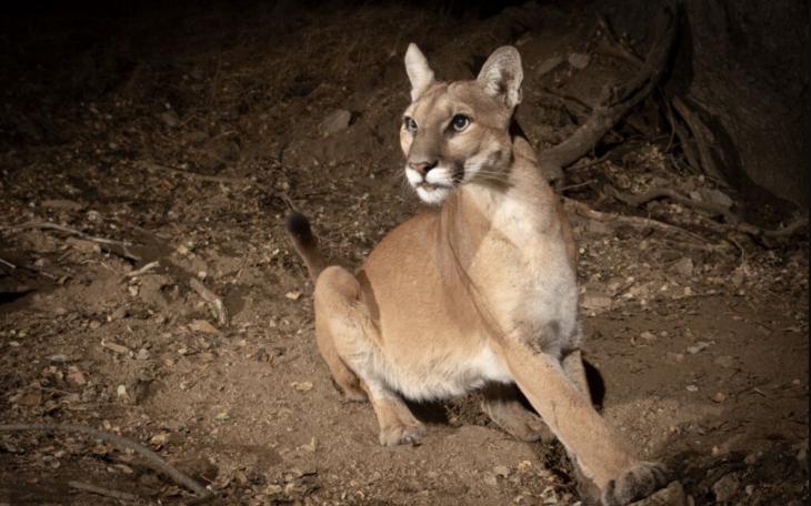 Mountain Lion