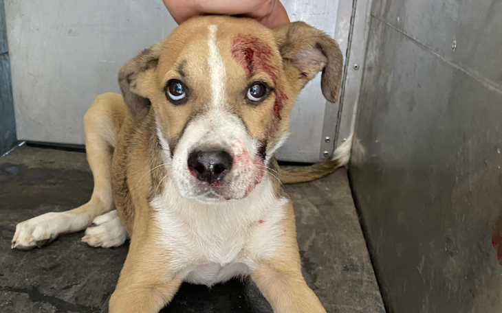 Dog Hit by Car Needs Help