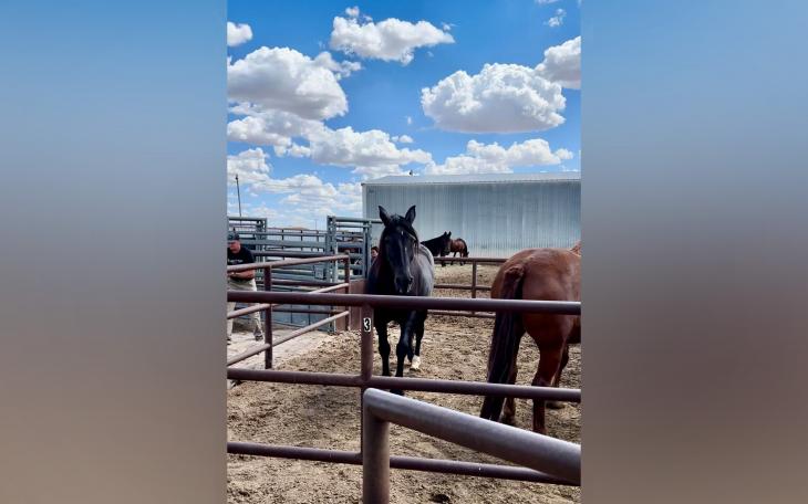 Feed Contamination Leads to Death of 70 Horses at Beutler Ranch