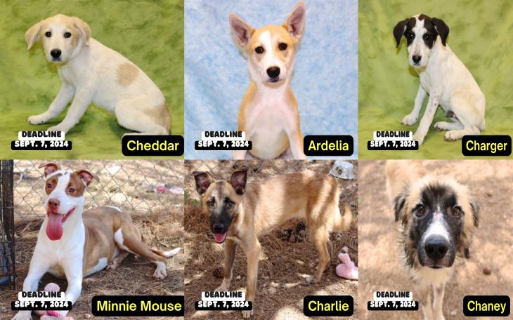 San Angelo Animal Shelter Exceeds Capacity, Faces Euthanasia of 20 Dogs