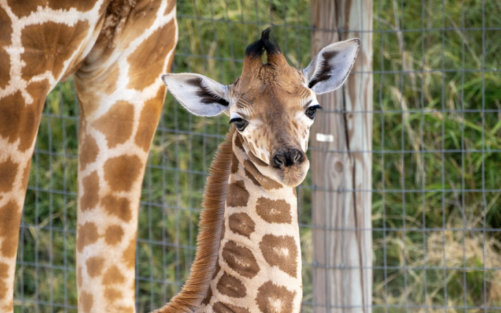 Zahara, the baby Giraffe