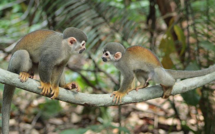 Angelo State Awarded NSF Grant to Study Amazon’s Marajo Island Wildlife
