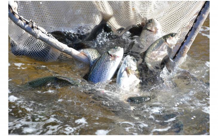 Rainbow Trout Arriving Soon at a Waterbody Near You