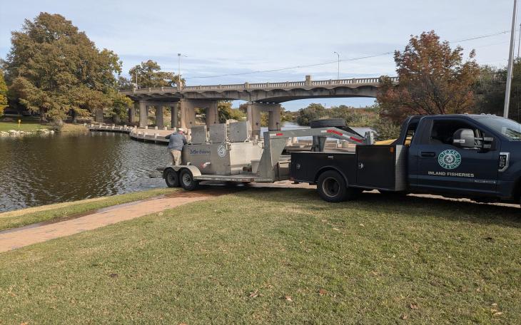 The Texas Parks and Wildlife Department has begun stocking rainbow trout in the Concho River downtown, just in time for Thanksgiving weekend.