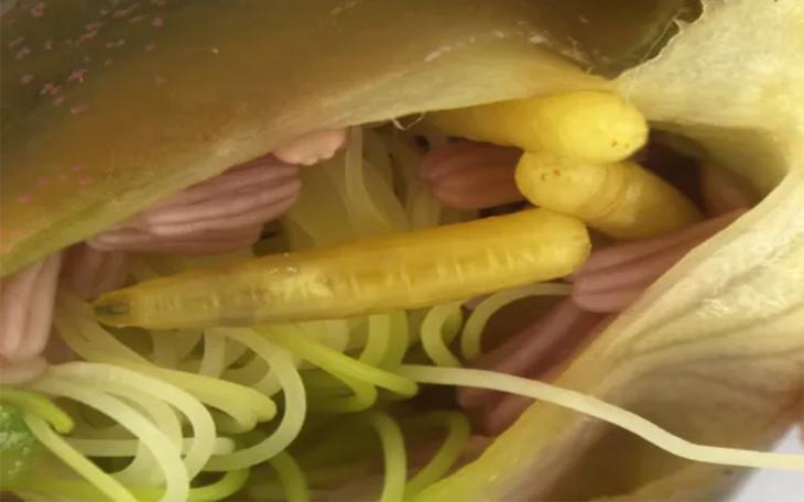 CBP agriculture specialists at Detroit Metropolitan Airport intercepted live larvae from a rare and potentially destructive fruit fly earlier this year. A specialist at the USDA Systemic Entomology Laboratory confirmed the specimens as caper fruit fly earlier this month.