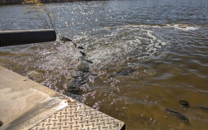 The Texas Parks and Wildlife Department has begun its winter rainbow trout stocking across the San Angelo District, with more than 25,000 fish planned to be introduced at 14 locations through early 2025.