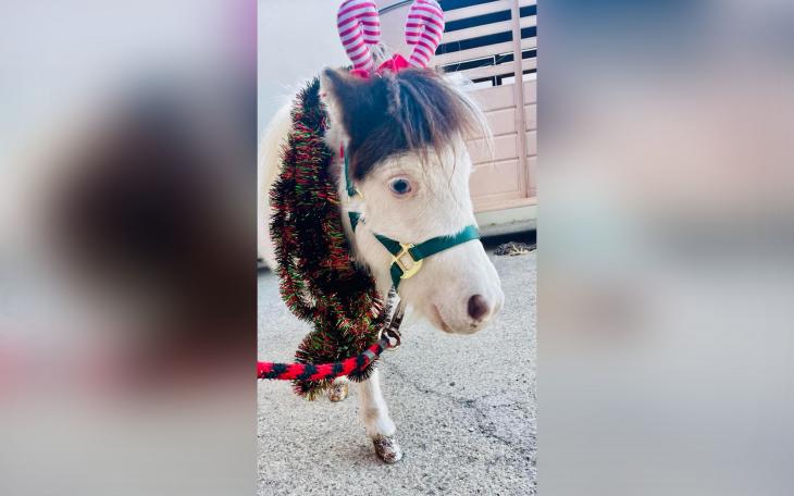 Families in San Angelo can snap festive photos with Santa and his “rescue reindeer” this Saturday at Nana’s Sweet Shop, courtesy of All About Horses Rescue and Sanctuary.