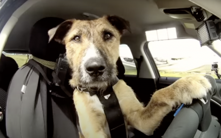 Meet Porter. The World's First Driving Dog.
