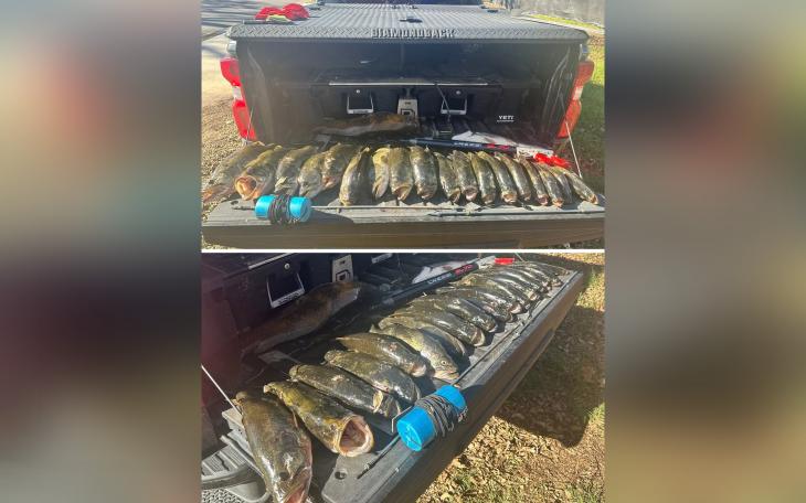 The investigation, conducted on Dec. 30, revealed that one suspect was snorkeling and using a pneumatic speargun to catch the fish while another remained onshore with a cooler.