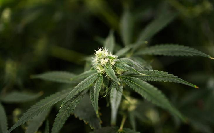 The backers of the THC ban approved by the Texas Senate said they support an expansion of the medical marijuana program in the state. Credit: Lorianne Willett/The Texas Tribune