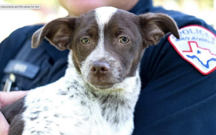 San Angelo Police Officer with a Dog