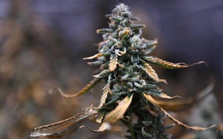 Texas lawmakers this year heavily focused their drug policy agenda on banning THC products in the state, while offsetting that by expanding the medical marijuana industry.