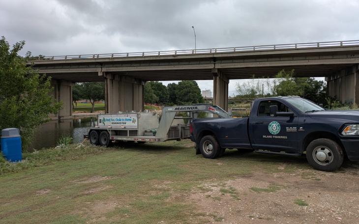 The Texas Parks and Wildlife Department stocked the Concho River in downtown San Angelo with channel catfish on Thursday.