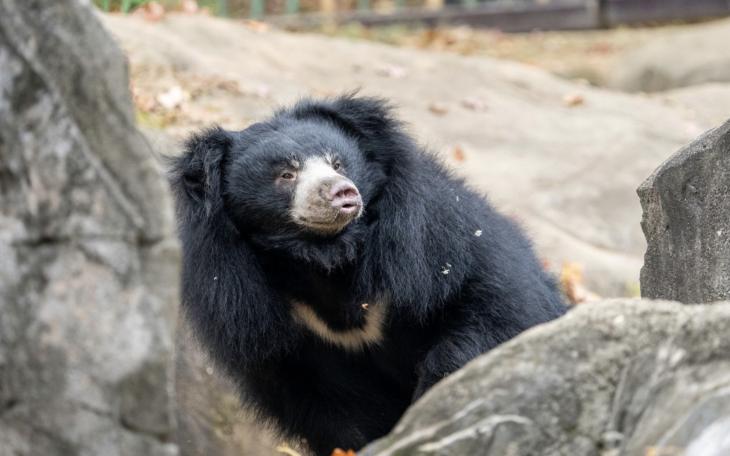 Vicki, a 12-year-old sloth bear from the Smithsonian National Zoo