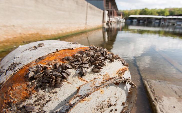 Clean Drain Dry Zebra Mussels