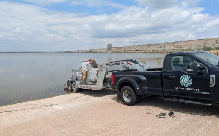 A total of 1,500 channel catfish were stocked into O.C. Fisher Reservoir on Monday to help rebuild the fish population in the lake at San Angelo State Park.