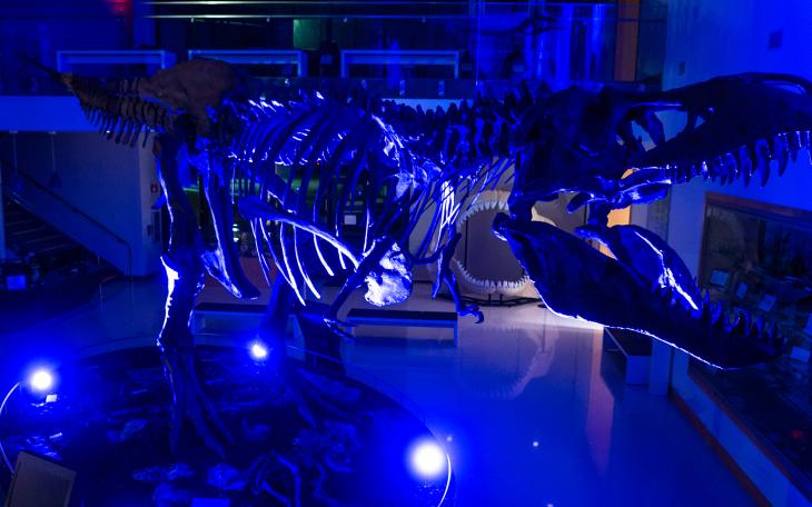 ASU Mayer Museum T-Rex