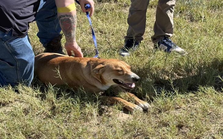 A dog was injured Thursday after being dragged by a rope attached to a vehicle outside the San Angelo animal shelter, according to Concho Valley PAWS.