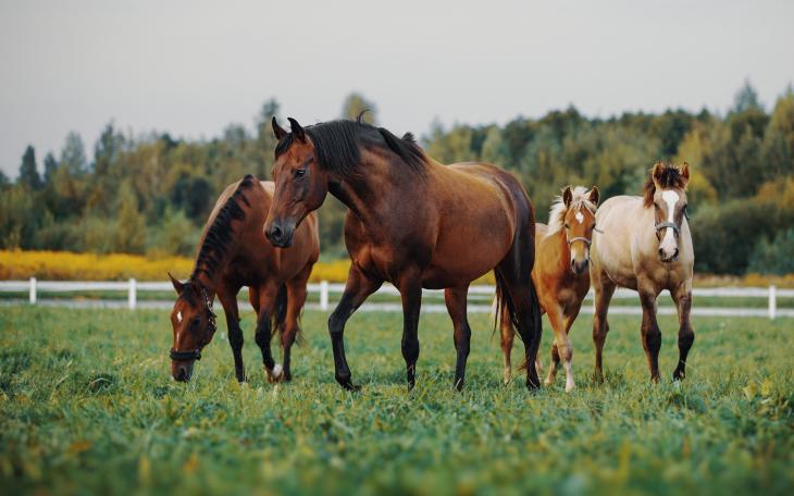 Equine, Horses