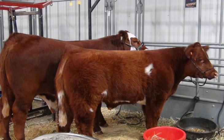 Steers tied to a stall (LIVE! photo Cheyenne Benson)