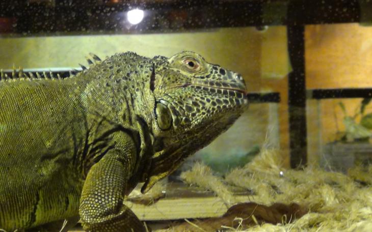 Balthazar the Iguana (LIVE! photo by Cheyenne Benson)