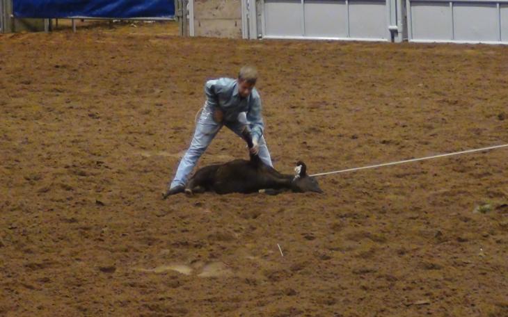 A young roper competes in the tie down competition (LIVE! photo by Cheyenne Benson)