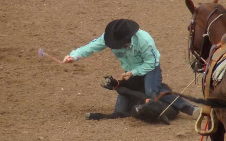 Tie Down Roping (LIVE! photo by Cheyenne Benson)