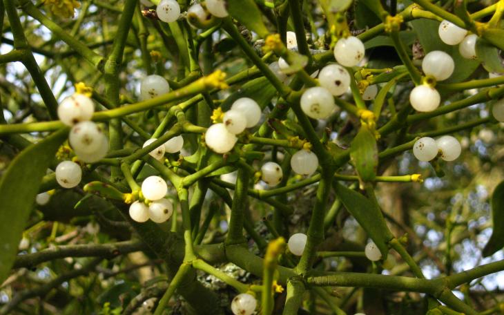 Mistletoe is not as tasty as said white berries seem (photo courtesy of wikipedia)