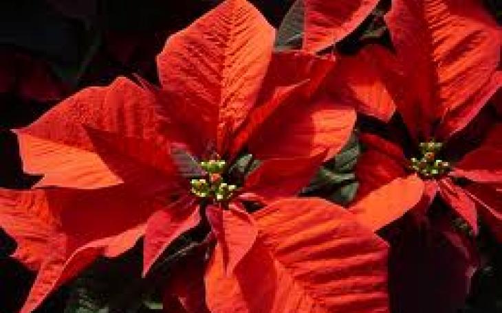 A poinsettia with it's leaves turned to red (photo courtesy of sunnyside-gardens.com)