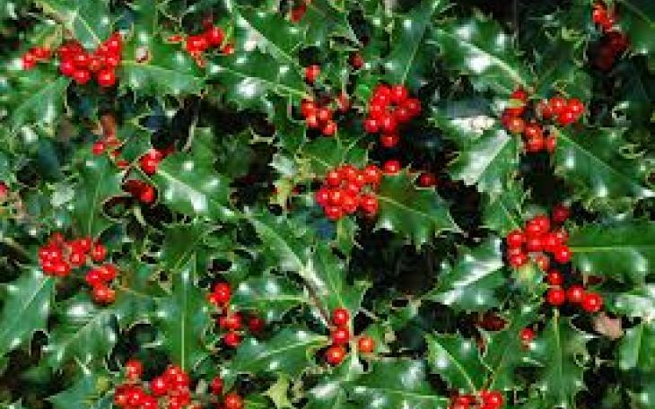 Holly with berries (photo courtesy of drsaraheaton.wordpress.com)