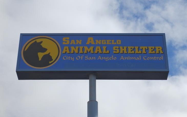 The City of San Angelo Shelter takes in about 1,000 animals each month and the majority are euthanized . (LIVE! photo)