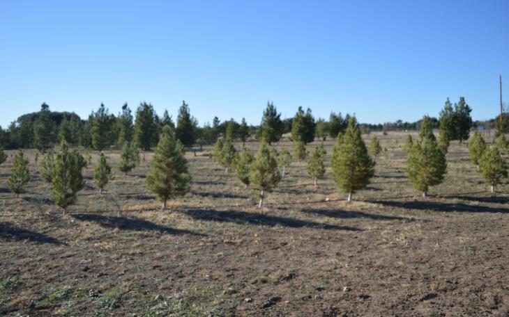 The Christmas Tree Farm has approximately 1500 trees (LIVE! Photo by Lauren Lopez)