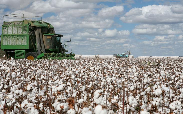 Cotton Farming (LIVE! Archive Image)