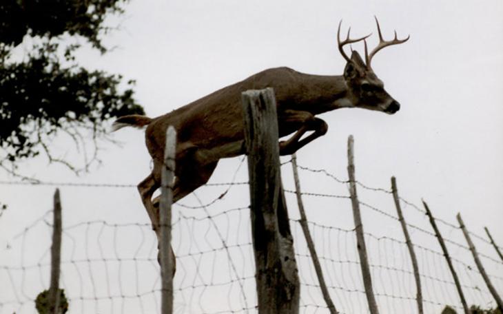 White tailed deer jumping fence.  (LIVE! Photo Archive)