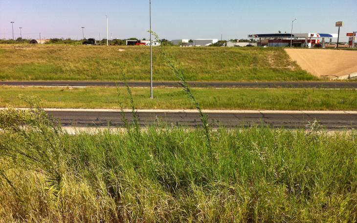 Grass and weeds on Highway 67 East and West and the Main Street Exit. (LIVE!Photo/Benjamin Hettick)