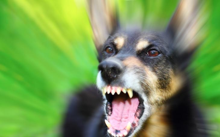 Police did not indicate what breed of dog was involved in the attack. (Contributed Photo)