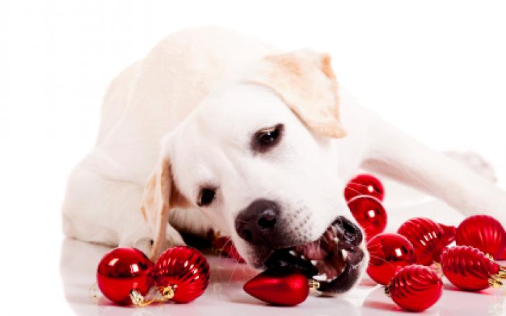 Certain holiday items, such as ornaments can pose a threat to your pets. (Photo courtesy of petinsurance.com)