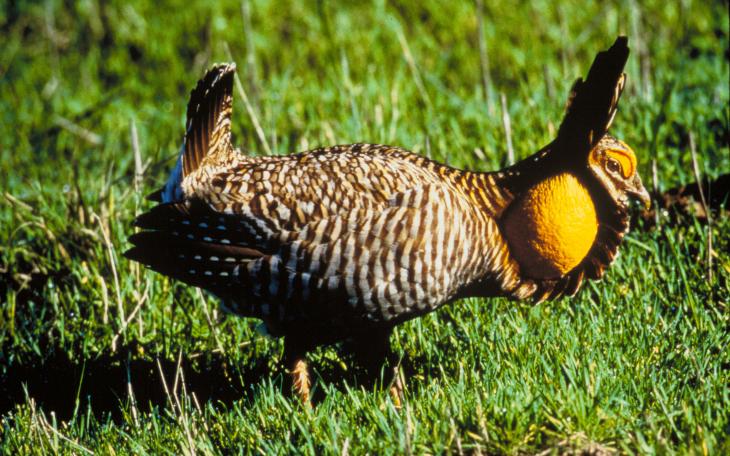 The controversial prairie chicken. (Photo/Wikipedia)